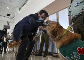 Σκυλιά μυρίζουν τον κορονοϊό σε επιβάτες που ταξιδεύουν