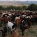 Βαριά πρόστιμα σε κτηνοτρόφους που προκαλούν ζημιές σε καλλιέργειες