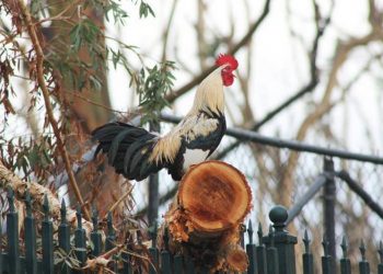 Πλήρωσε πρόστιμο γιατί ο κόκοράς του λαλούσε στις 4.30 το πρωί!