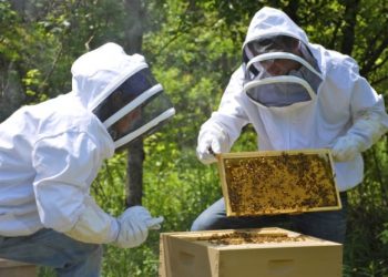 Υποβολή αιτήσεων από μελισσοκόμους