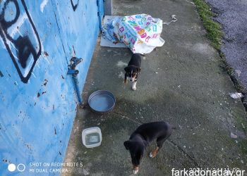 Ασυνείδητοι εγκατέλειψαν σκυλάκια στο στάδιο της Φαρκαδόνας