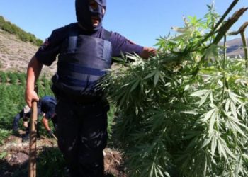 Εντοπίστηκε μεγάλη ποσότητα χασίς σε χωριό των Τρικάλων