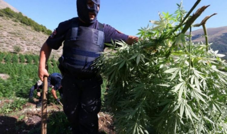 Εντοπίστηκε μεγάλη ποσότητα χασίς σε χωριό των Τρικάλων