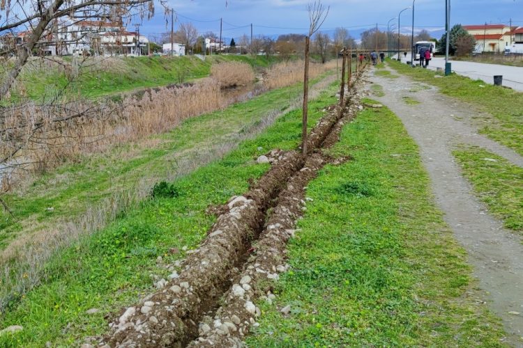 150 νέα δέντρα ομορφαίνουν τον Ληθαίο ποταμό