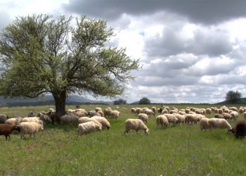 Αναζητείται βοσκότοπος για μακροχρόνια μίσθωση