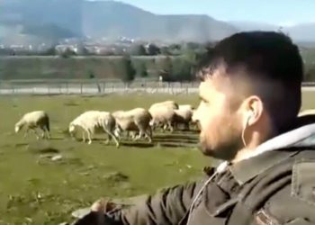 Νεαρός Λαρισαίος τσοπάνης βόσκει τα πρόβατα με πρωτοποριακό τρόπο και η εικόνα του ταξιδεύει σε όλη την Ελλάδα (βίντεο)