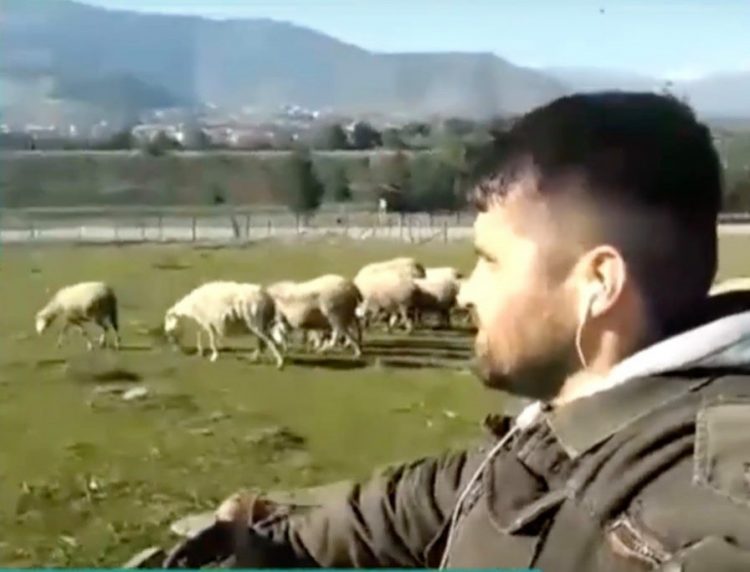 Νεαρός Λαρισαίος τσοπάνης βόσκει τα πρόβατα με πρωτοποριακό τρόπο και η εικόνα του ταξιδεύει σε όλη την Ελλάδα (βίντεο)