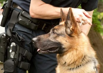 O «FLEX»…ξετρύπωσε  845 γραμμάρια ακατέργαστης κάνναβης  στα Τρίκαλα