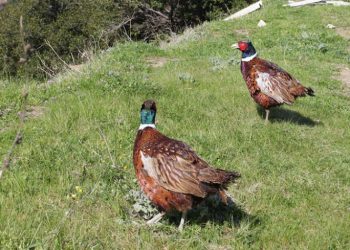 300 φασιανοί απελευθερώθηκαν σε περιοχές της Πύλης