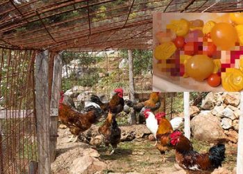 Κότα σε χωριό της Λάρισας… κουβαλούσε 50 πολύ περίεργα αβγά στην κοιλιά της – «Πάγωσε», μόλις τα είδε η ιδιοκτήτριά της (φωτο)