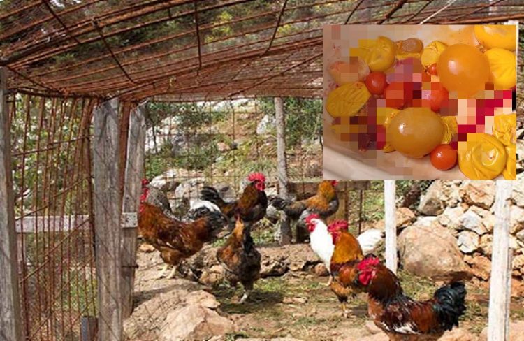 Κότα σε χωριό της Λάρισας… κουβαλούσε 50 πολύ περίεργα αβγά στην κοιλιά της – «Πάγωσε», μόλις τα είδε η ιδιοκτήτριά της (φωτο)