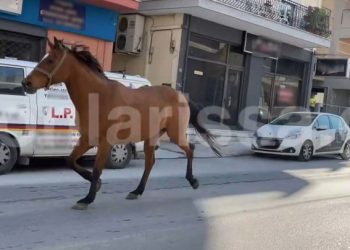 Δείτε βίντεο: Άλογο έκανε… βόλτες σε κεντρικό δρόμο της Λάρισας – Έφθασε μέσα στην πλατεία της Φιλιππούπολης