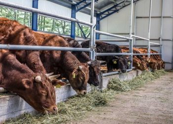 Υπεγράφησαν οι συνδεδεμένες ενισχύσεις για βοοειδή και αιγοπρόβατα