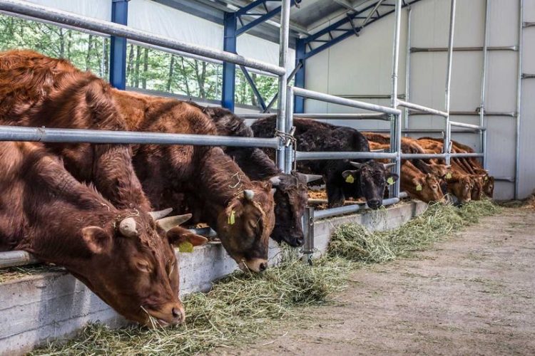 Υπεγράφησαν οι συνδεδεμένες ενισχύσεις για βοοειδή και αιγοπρόβατα