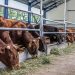 Υπεγράφησαν οι συνδεδεμένες ενισχύσεις για βοοειδή και αιγοπρόβατα