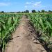Το  Agromarket Αφοι Νικολού  στην πρώτη γραμμή και στο χώρο της Θρέψης και Λίπανσης