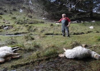 Πρόγραμμα περισυλλογής νεκρών ζώων από την Περιφέρεια Θεσσαλίας