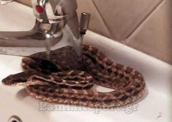 Βρήκε φίδι στον νιπτήρα