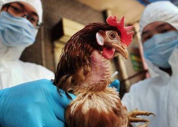 Κίνα: Πρώτο κρούσμα σε άνθρωπο του στελέχους H10N3 της γρίπης των πτηνών