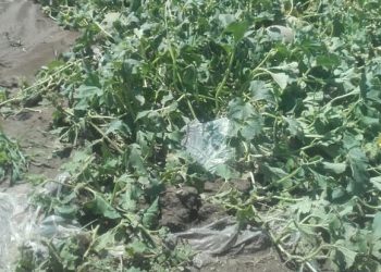 Ζημιές από χαλαζόπτωση και έντονη βροχόπτωση σε Ταξιάρχες-Φανερωμένη και Πετρόπορο