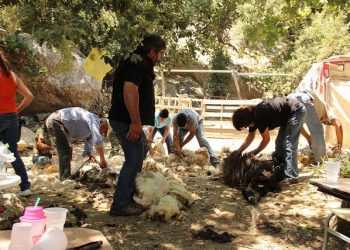 Κούρευαν τα πρόβατα και το γιόρταζαν… με μπαλωθιές