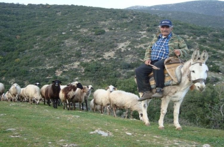 Ψάχνουν βοσκούς με το κιάλι στα  χωριά του δήμου Φαρκαδόνας