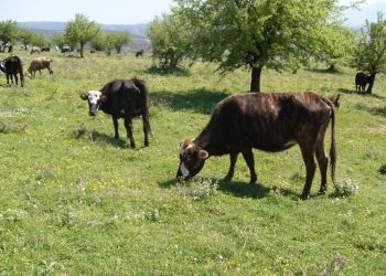 Κτηνοτρόφος βρήκε 15 ζώα (βοοειδή) νεκρά