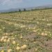 Να τους κλαιν οι ρέγγες… Σε απόγνωση πεπονοπαραγωγοί  και καρπουζοπαραγωγοί του Δήμου Φαρκαδόνας