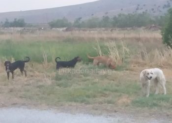 Η Αδιαφορία  του Δήμου Φαρκαδόνας για τα αδέσποτα