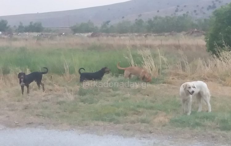 Η Αδιαφορία  του Δήμου Φαρκαδόνας για τα αδέσποτα