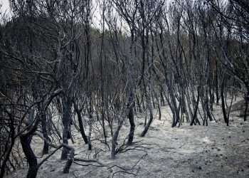 Παπαστεργίου: 500.000€ και ειδικός λογαριασμός από την ΚΕΔΕ για τις αναδασώσεις