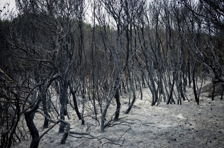Παπαστεργίου: 500.000€ και ειδικός λογαριασμός από την ΚΕΔΕ για τις αναδασώσεις