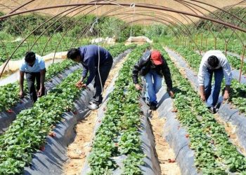Παράταση προσωρινής απασχόλησης εργατών γης για επιπλέον 90 ημέρες