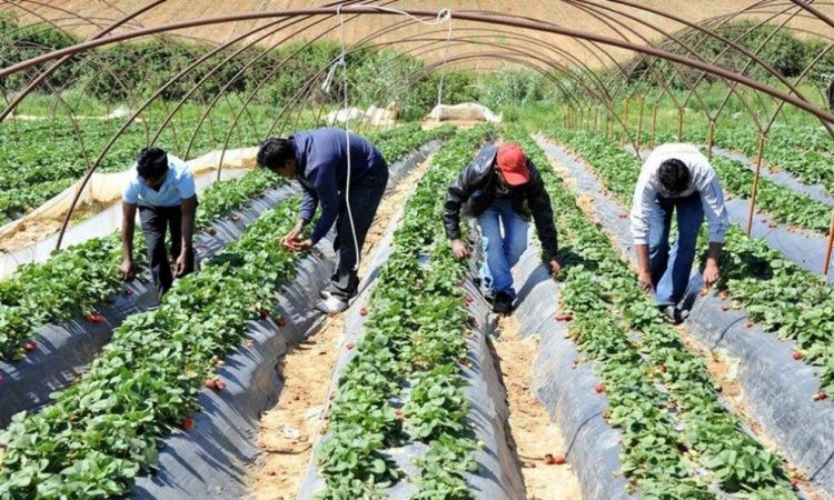 Παράταση προσωρινής απασχόλησης εργατών γης για επιπλέον 90 ημέρες
