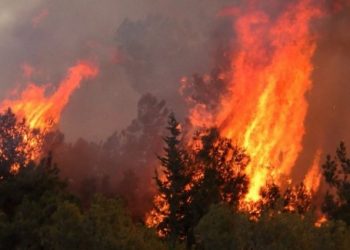 «ΔΕΣ ΤΟ ΔΑΣΟΣ», η νέα «πράσινη» πρωτοβουλία της ΚΕΔΕ για την αποκατάσταση του φυσικού περιβάλλοντος των πληγέντων περιοχών