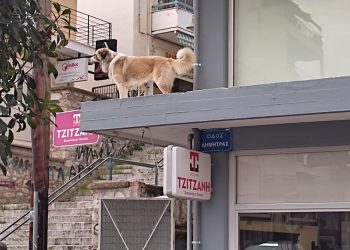 Ο σκύλος… ατραξιόν στο κέντρο της Λάρισας (ΒΙΝΤΕΟ)
