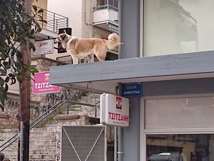 Ο σκύλος… ατραξιόν στο κέντρο της Λάρισας (ΒΙΝΤΕΟ)
