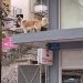 Ο σκύλος… ατραξιόν στο κέντρο της Λάρισας (ΒΙΝΤΕΟ)