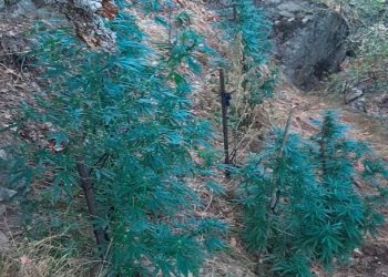Νέα φυτεία δενδρυλλίων κάνναβης εντοπίστηκε σε περιοχή του νομού Τρικάλων