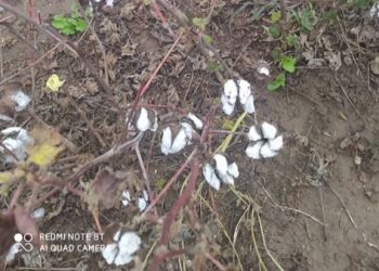 Ζημιές σε καλλιέργειες από βροχοπτώσεις στο Ν. Τρικάλων
