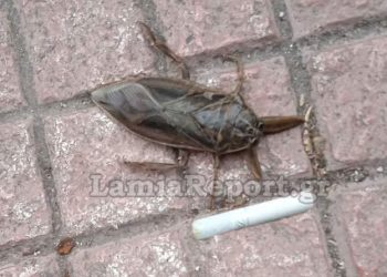 Εμφανίστηκε ξανά ο Λιθόκερος, το μεγαλύτερο δηλητηριώδες υδρόβιο έντομο