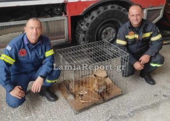 Περιπέτεια για αλεπού που ταξίδευε με το ΚΤΕΛ