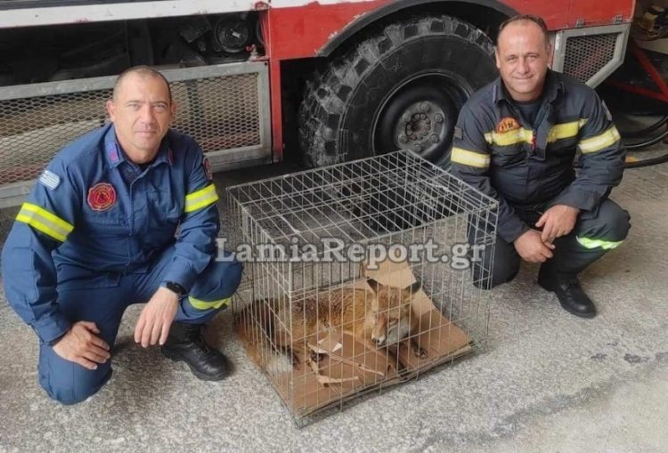 Περιπέτεια για αλεπού που ταξίδευε με το ΚΤΕΛ