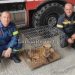 Περιπέτεια για αλεπού που ταξίδευε με το ΚΤΕΛ
