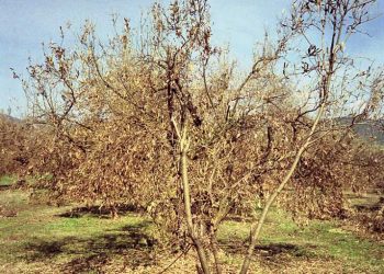 ΕΛΓΑ – Υποβολή Αρχικών Αιτήσεων Χορήγησης Ενισχύσεων
