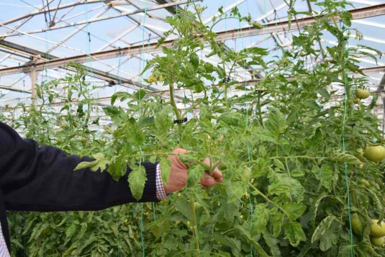 Εμφάνιση του ιού της καστανής ρυτίδωση στην Π.Ε. Τρικάλων