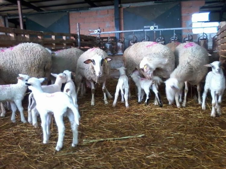 Προβληματισμένοι οι κτηνοτρόφοι από τις αυξήσεις στις τιμές