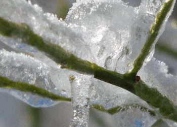 Περιφέρεια Θεσσαλίας: Προειδοποιητικό σήμα σε αγρότες και  κτηνοτρόφους  εν όψει του  ισχυρού παγετού