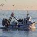 Πρόγραμμα πειραματικής αλιείας στον Παγασητικό κόλπο με χρηματοδότηση από την Περιφέρεια Θεσσαλίας