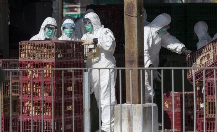 Κίνα: Πρώτο κρούσμα γρίπης των πτηνών H3N8 σε άνθρωπο